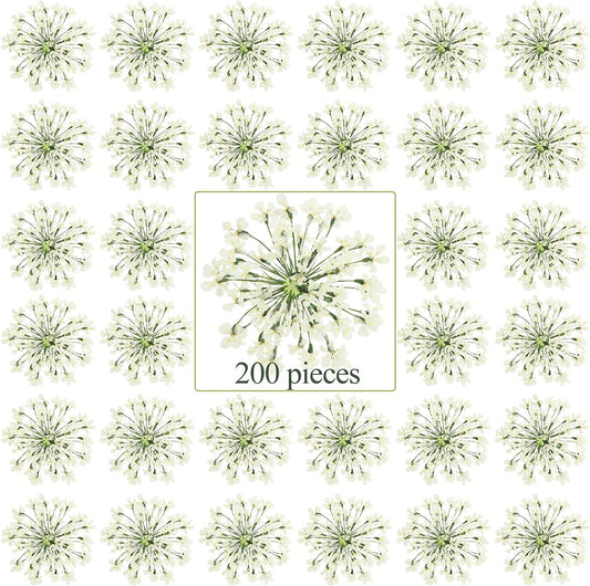 dried_flower - preserved_flower - fake_flower - 200Pcs Pressed Dried Flowers for Resin Art Dry Floral for Crafts DIY - Molly Garden - Molly_Garden_Floral