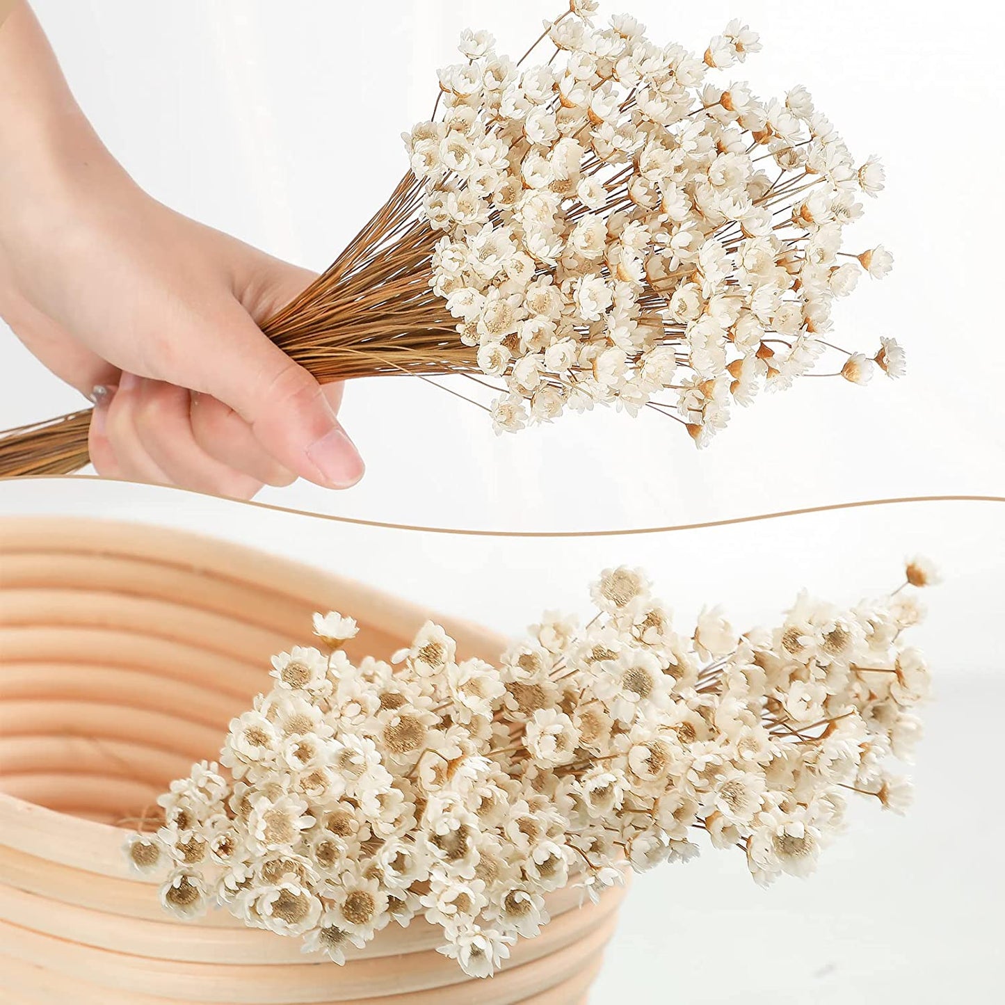 dried_flower - preserved_flower - fake_flower - 200Pcs Natural Dry Flowers Brazilian Small Star Daisy Dried Mini Chamomile Bouquet - Molly Garden - Molly_Garden_Floral