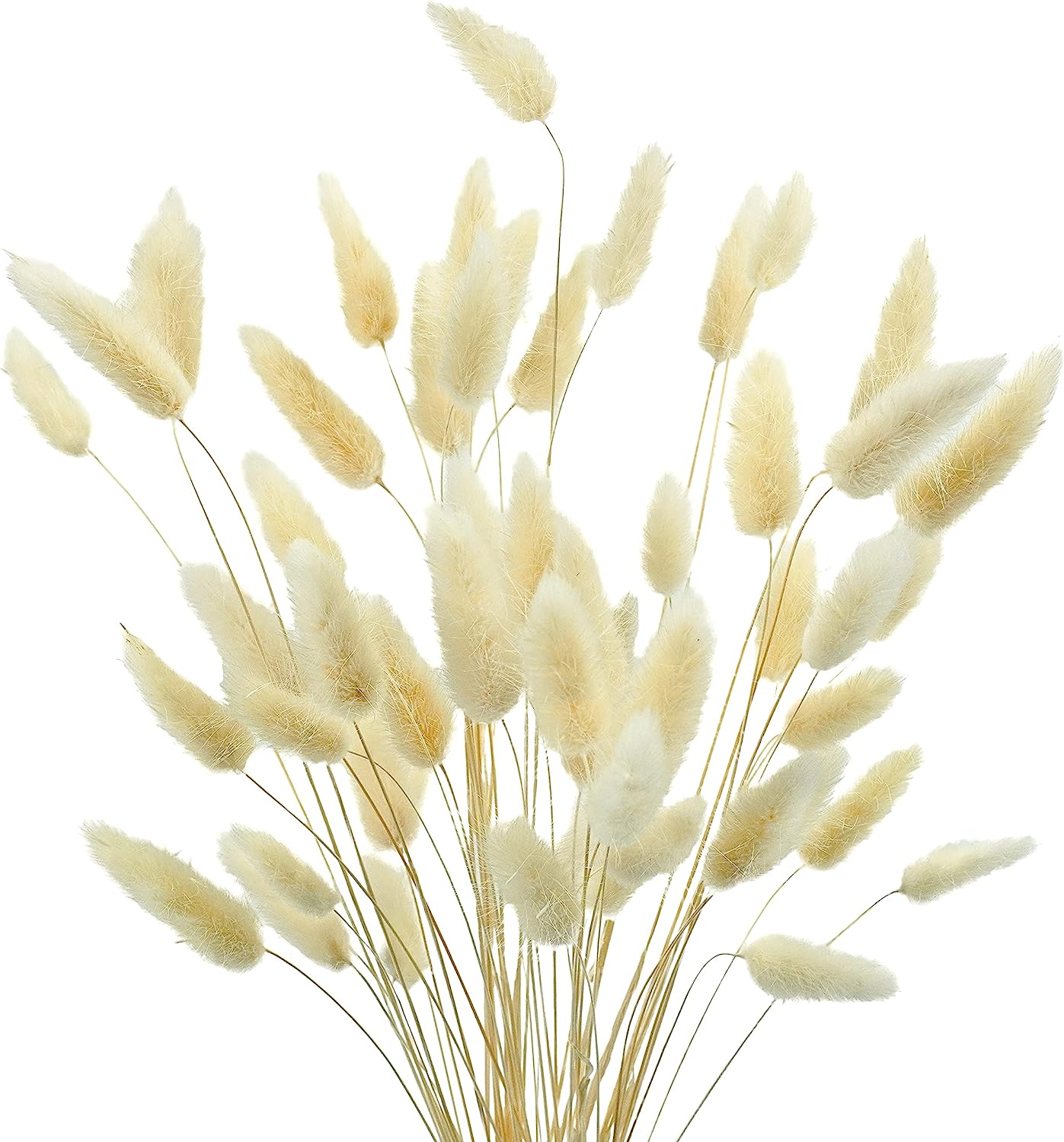 dried_flower - preserved_flower - fake_flower - 50Pcs Dried Lagurus Ovatus 17’’ Natural Bunny Tails Flowers Dried Pampas Grass - Molly Garden - Molly_Garden_Floral