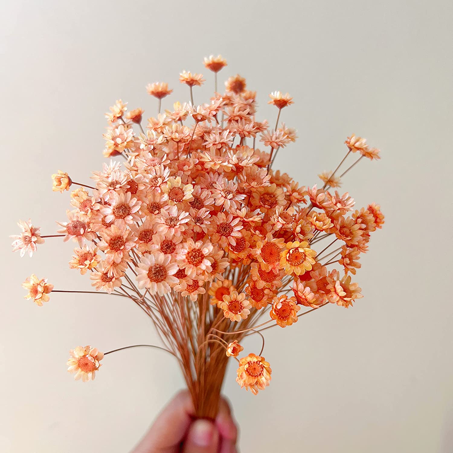 dried_flower - preserved_flower - fake_flower - 200Stems Brazilian Small Star Daisy Dried Flowers Mini Chamomile Bouquet - Molly Garden - Molly_Garden_Floral