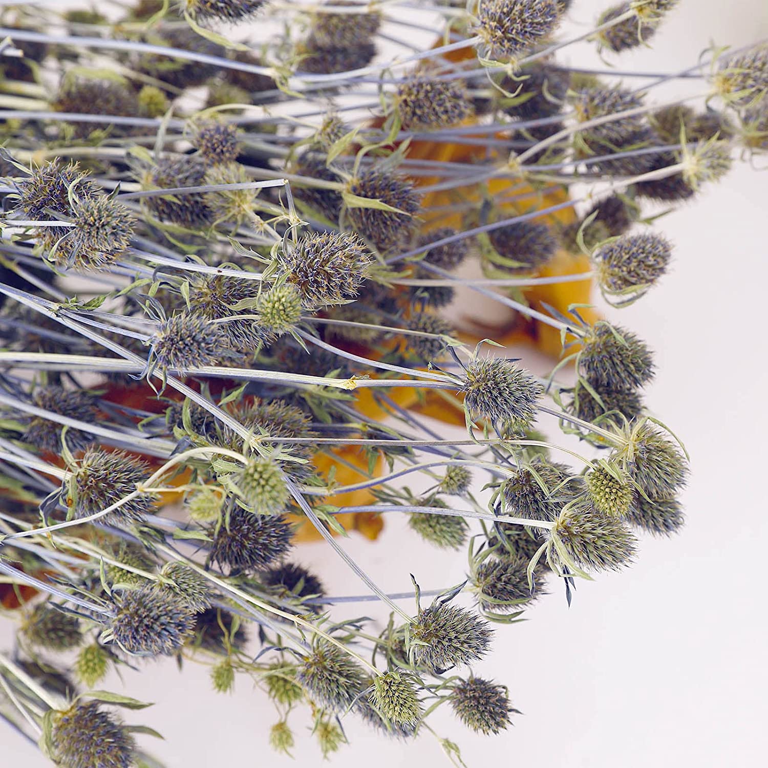 dried_flower - preserved_flower - fake_flower - Dried Eryngium Sea Holly Flowers Bouquet 100% Natural for Vase Home Decor - Molly Garden - Molly_Garden_Floral