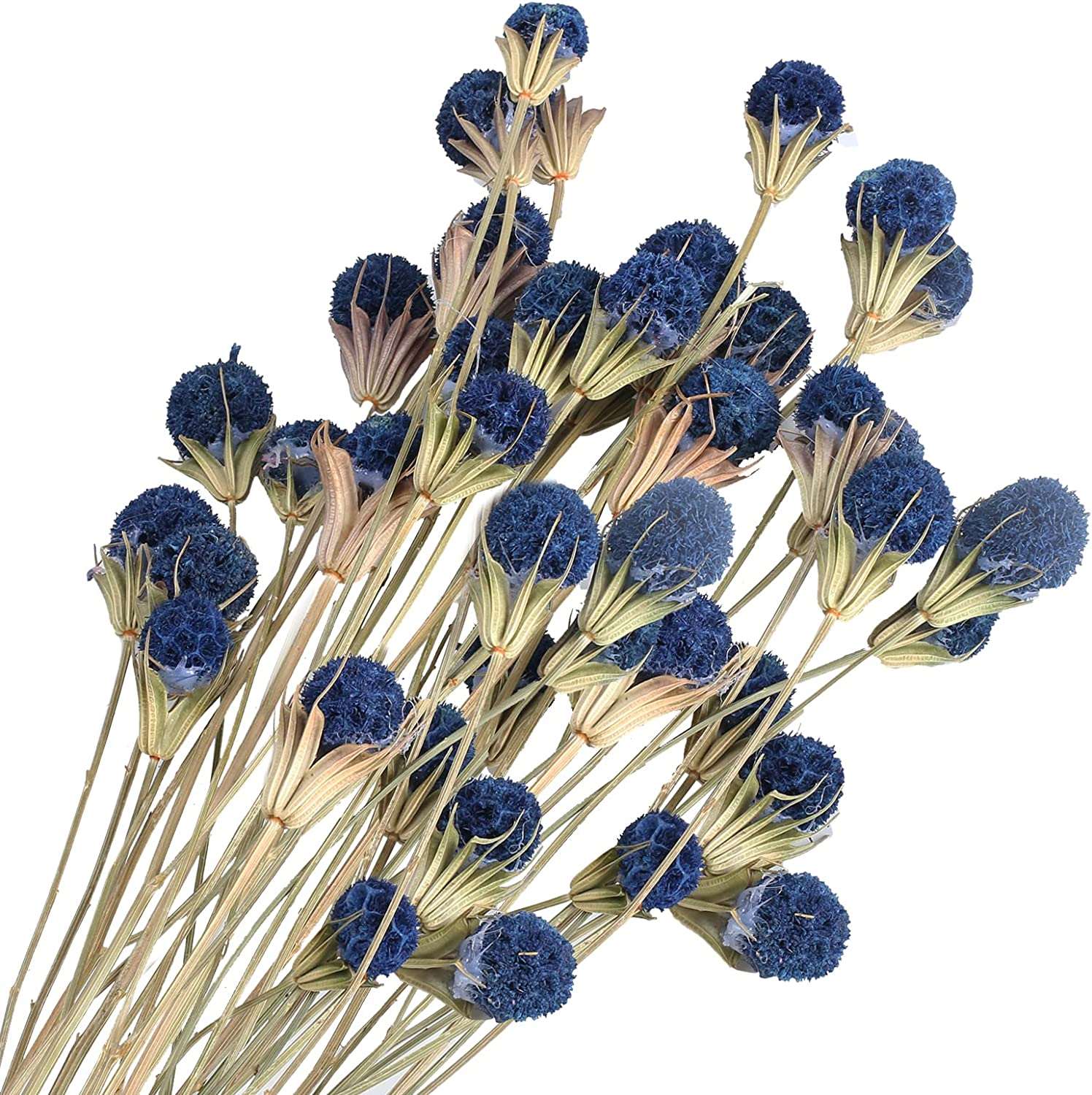 dried_flower - preserved_flower - fake_flower - 40Pcs Natural Dried Flowers Bouquet Bulk  Craspedia Billy Button Balls - Molly Garden - Molly_Garden_Floral