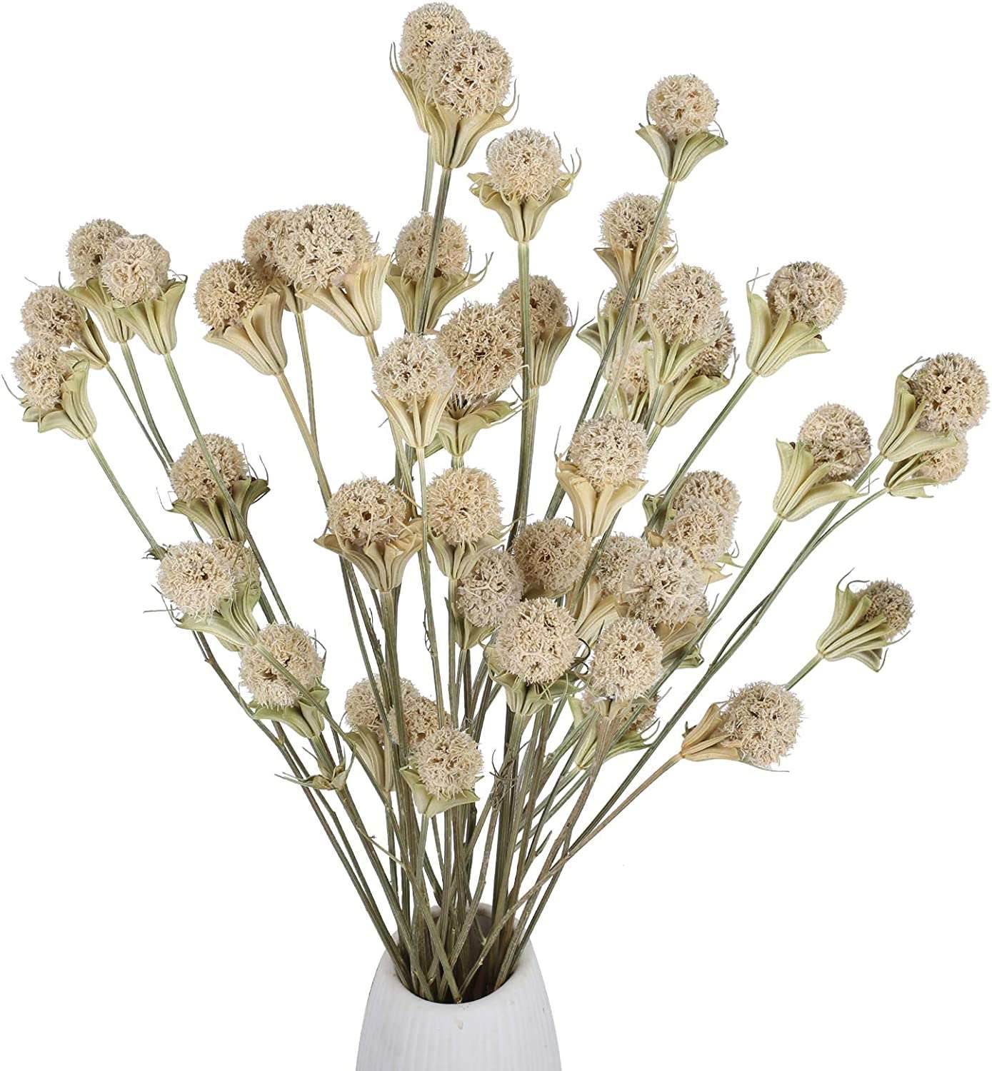 dried_flower - preserved_flower - fake_flower - 40Pcs Natural Dried Flowers Bouquet Bulk  Craspedia Billy Button Balls - Molly Garden - Molly_Garden_Floral