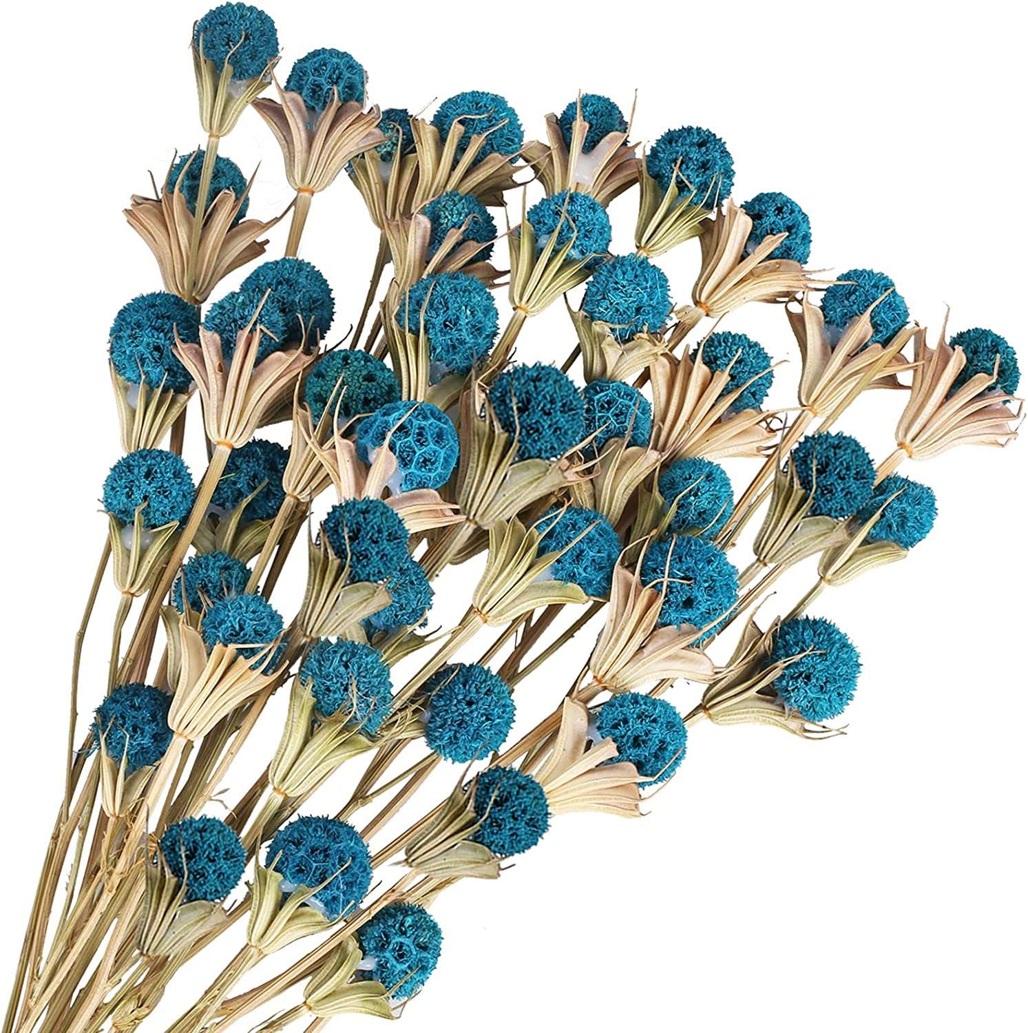 dried_flower - preserved_flower - fake_flower - 40Pcs Natural Dried Flowers Bouquet Bulk  Craspedia Billy Button Balls - Molly Garden - Molly_Garden_Floral
