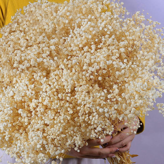 dried_flower - preserved_flower - fake_flower - 6500+ Large Dried Babys Breath Flowers Bouquet Upgraded Package Ivory White Bulk - Molly Garden - Molly_Garden_Floral
