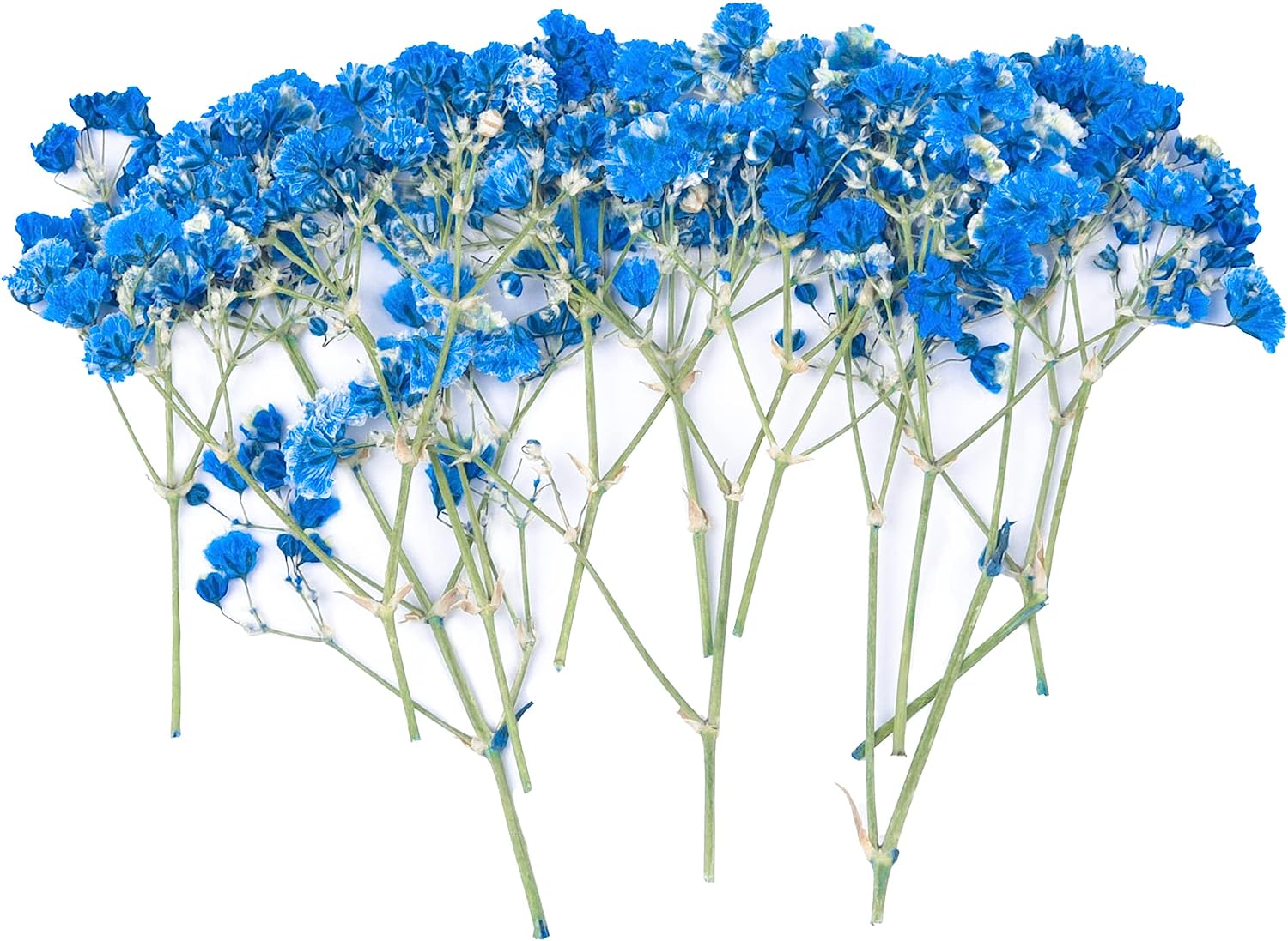 dried_flower - preserved_flower - fake_flower - 36Pcs Dried Pressed Babys Breath Flowers Nature Real Dry Pressing Floral for Resin - Molly Garden - Molly_Garden_Floral