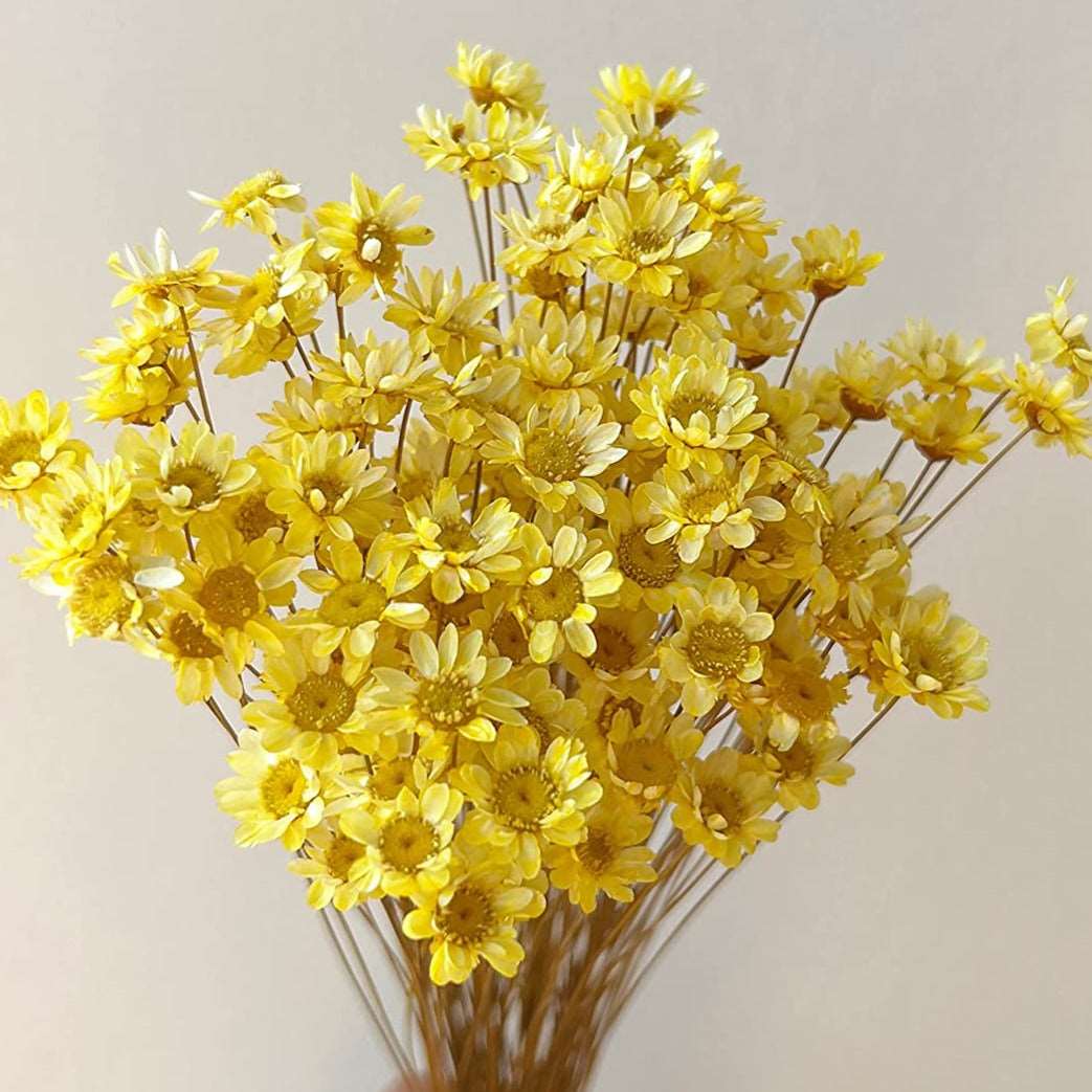 dried_flower - preserved_flower - fake_flower - 200Stems Brazilian Small Star Daisy Dried Flowers Mini Chamomile Bouquet - Molly Garden - Molly_Garden_Floral