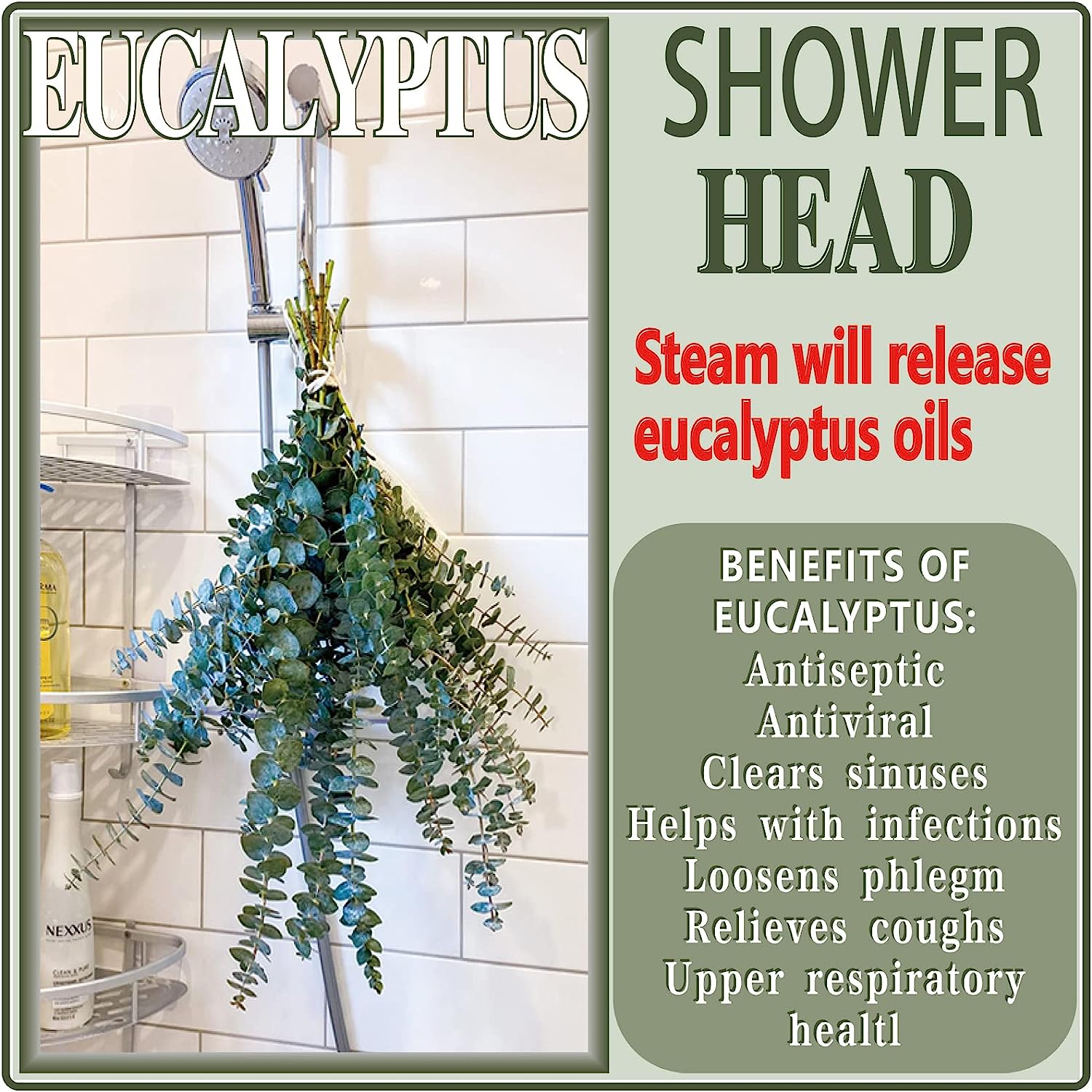 dried_flower - preserved_flower - fake_flower - 20Pcs Preserved Dried Eucalyptus Stems 17" Natural Fresh Branches for Shower - Molly Garden - Molly_Garden_Floral