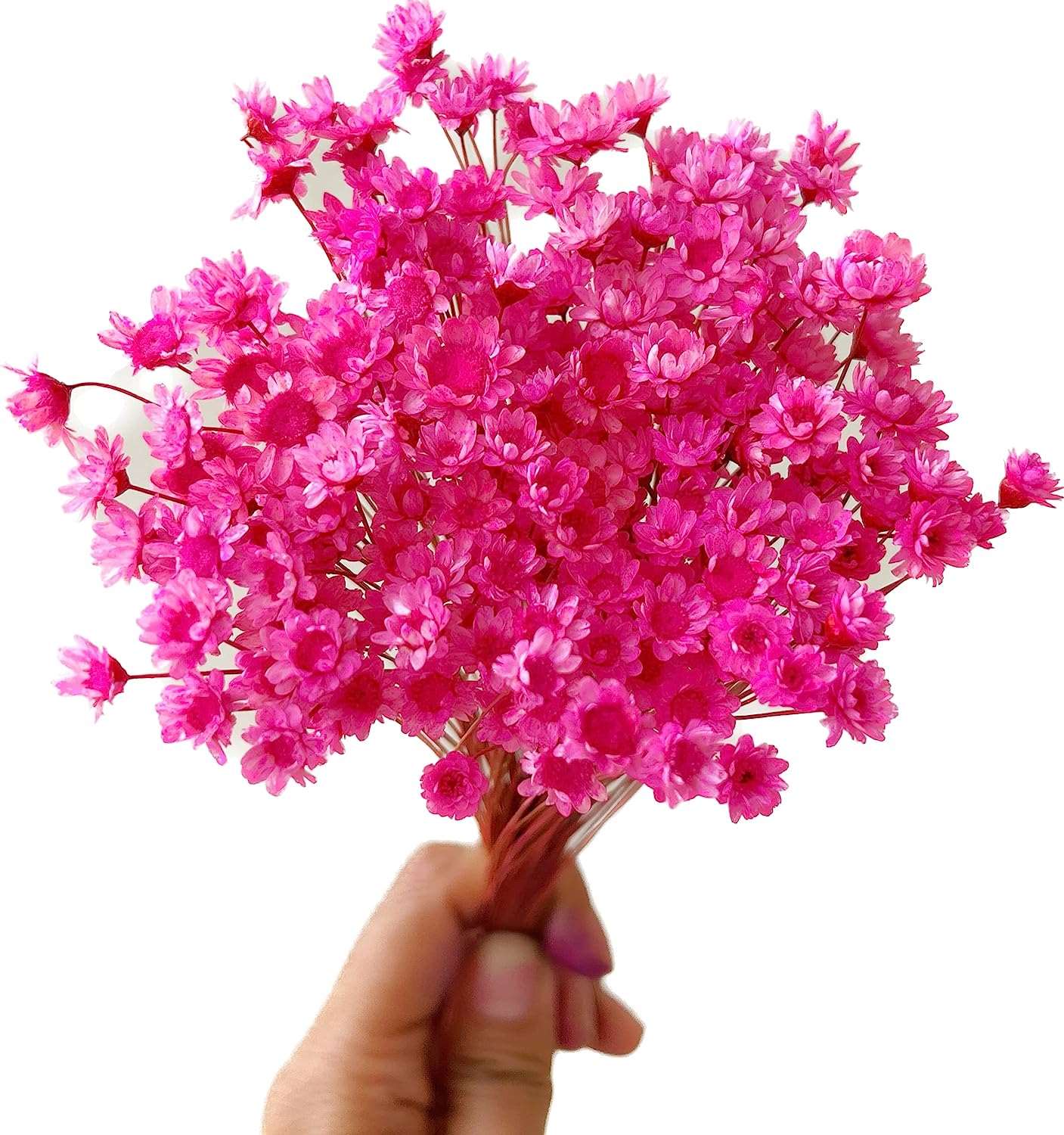 dried_flower - preserved_flower - fake_flower - 200Stems Brazilian Small Star Daisy Dried Flowers Mini Chamomile Bouquet - Molly Garden - Molly_Garden_Floral