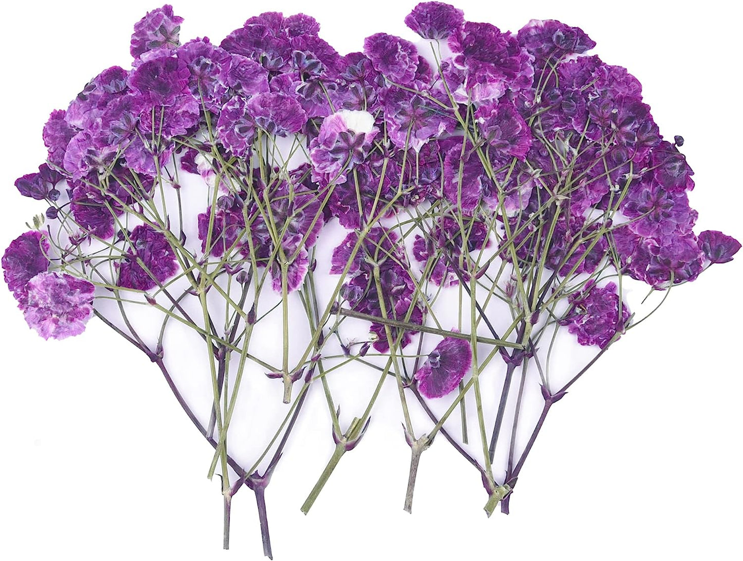 dried_flower - preserved_flower - fake_flower - 36Pcs Dried Pressed Babys Breath Flowers Nature Real Dry Pressing Floral for Resin - Molly Garden - Molly_Garden_Floral