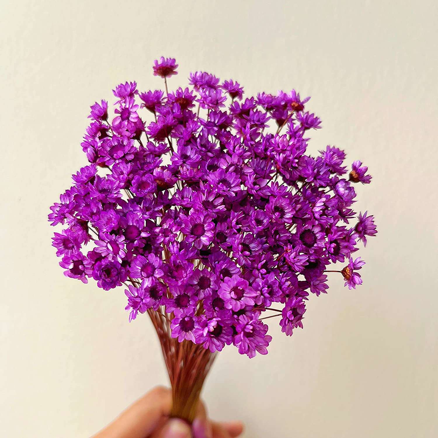 dried_flower - preserved_flower - fake_flower - 200Stems Brazilian Small Star Daisy Dried Flowers Mini Chamomile Bouquet - Molly Garden - Molly_Garden_Floral