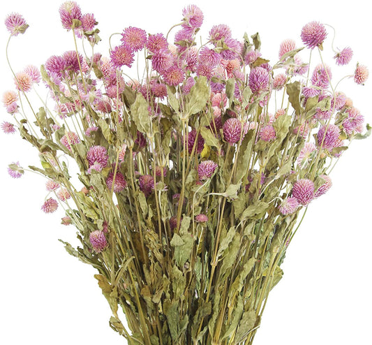 dried_flower - preserved_flower - fake_flower - Dried Flower Pink Globe Amaranth Bundles Natural Dry Plant Bouquet for Boho - Molly Garden - Molly_Garden_Floral