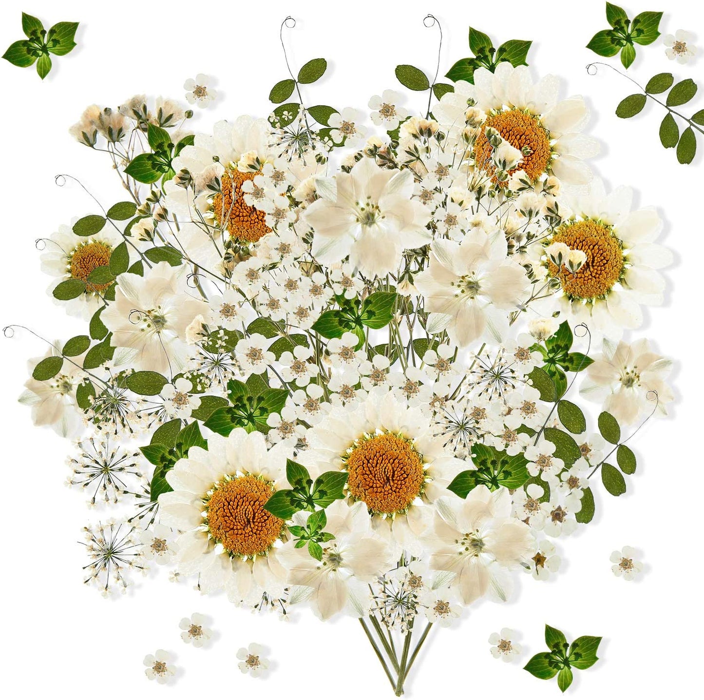 dried_flower - preserved_flower - fake_flower - 81Pcs White Dried Pressed Flowers Leaves Natural Larkspur Gypsophila for Resin - Molly Garden - Molly_Garden_Floral