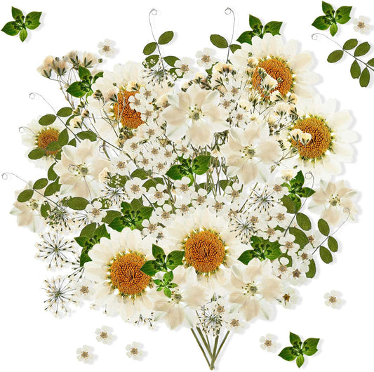 dried_flower - preserved_flower - fake_flower - 81Pcs White Dried Pressed Flowers Leaves Natural Larkspur Gypsophila for Resin - Molly Garden - Molly_Garden_Floral