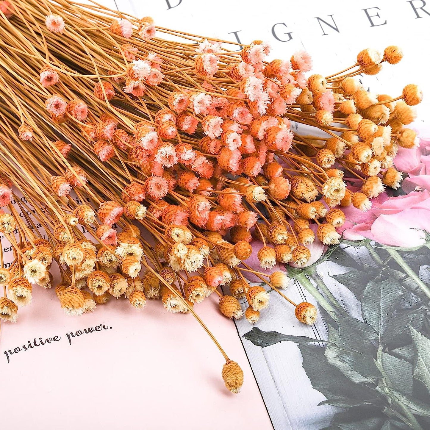 dried_flower - preserved_flower - fake_flower - 300Stems Natural Dry Flowers Brazilian Small Star Daisy Mini Chamomile Bouquet - Molly Garden - Molly_Garden_Floral