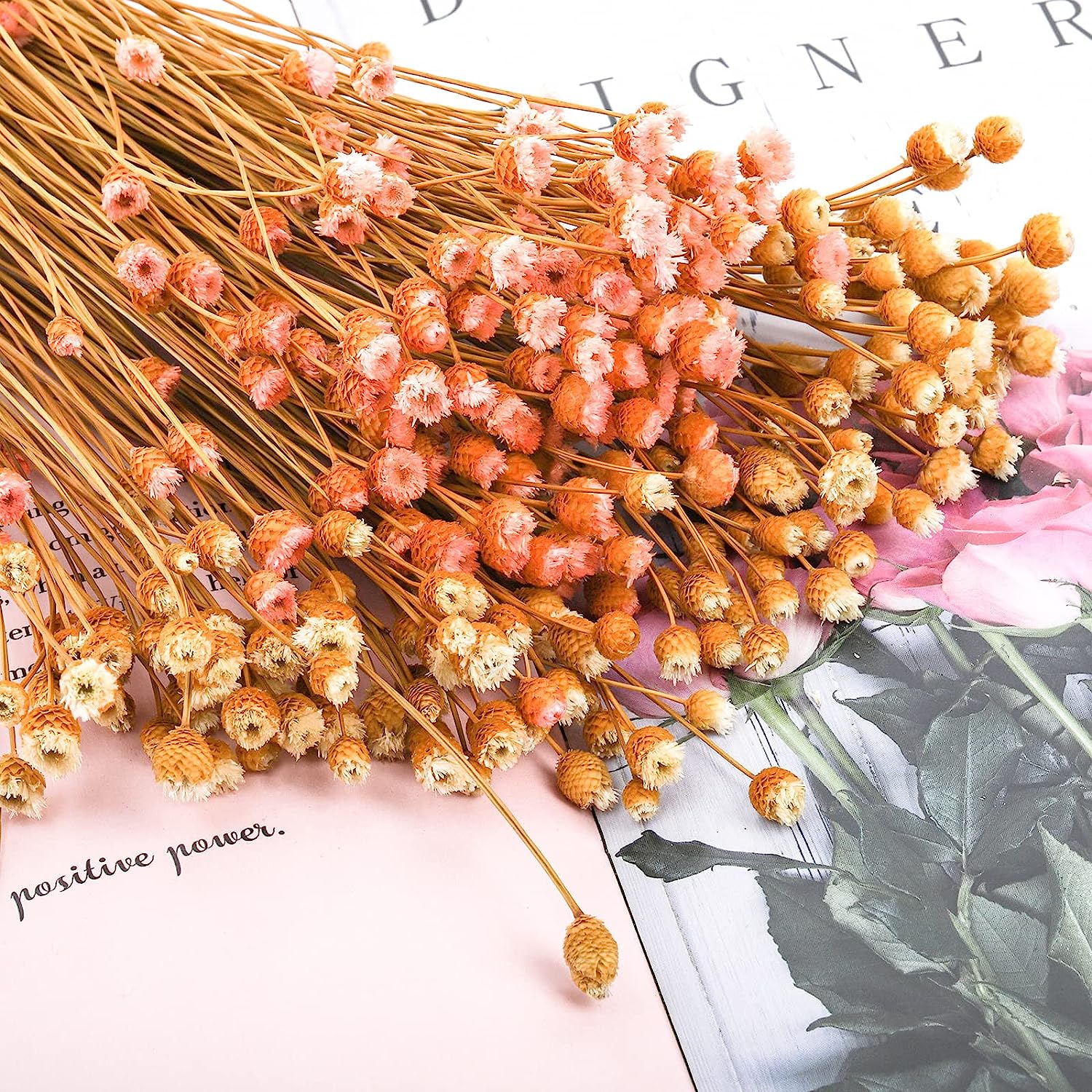 dried_flower - preserved_flower - fake_flower - 300Stems Natural Dry Flowers Brazilian Small Star Daisy Mini Chamomile Bouquet - Molly Garden - Molly_Garden_Floral