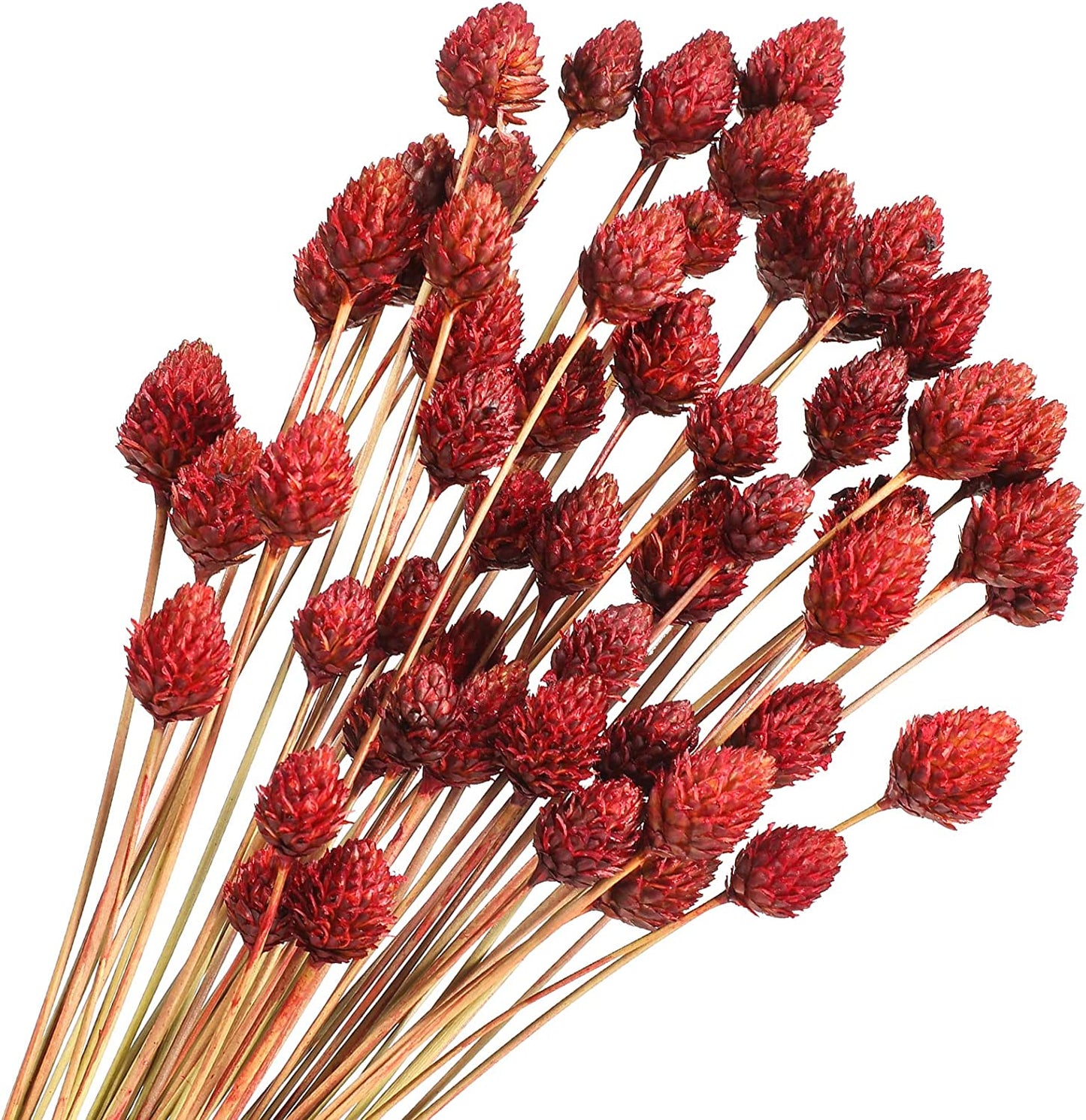 dried_flower - preserved_flower - fake_flower - 60Pcs Red Dried Pine Ball for Vase Bouquet Bulk 16" Mini Billy Ball Flowers Natural - Molly Garden - Molly_Garden_Floral