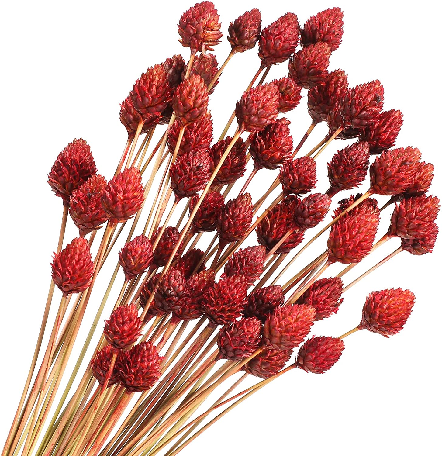 dried_flower - preserved_flower - fake_flower - 60Pcs Red Dried Pine Ball for Vase Bouquet Bulk 16" Mini Billy Ball Flowers Natural - Molly Garden - Molly_Garden_Floral