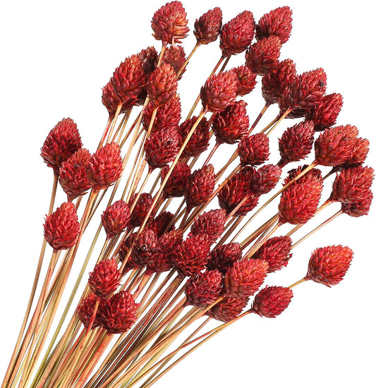 dried_flower - preserved_flower - fake_flower - 60Pcs Red Dried Pine Ball for Vase Bouquet Bulk 16" Mini Billy Ball Flowers Natural - Molly Garden - Molly_Garden_Floral