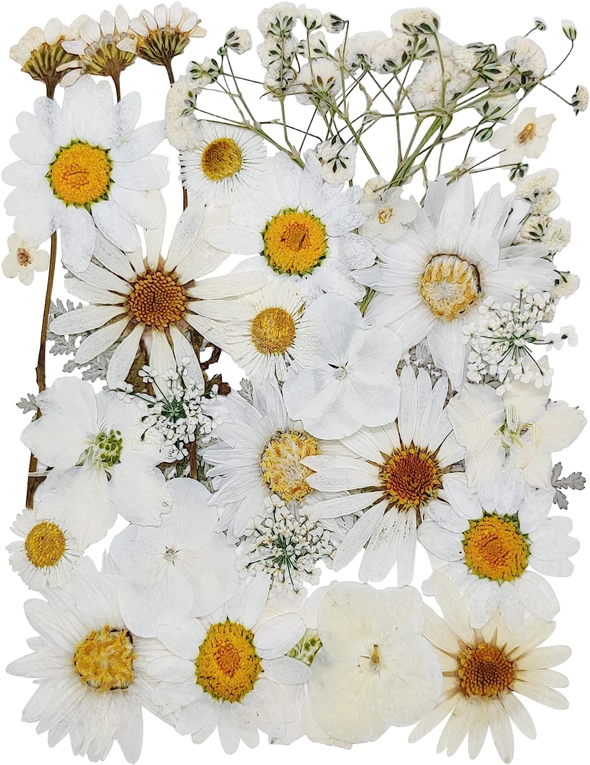 dried_flower - preserved_flower - fake_flower - 37Pcs 18Types Dried Pressed Flowers for Resin Molds YouthBro Real Natural - Molly Garden - Molly_Garden_Floral