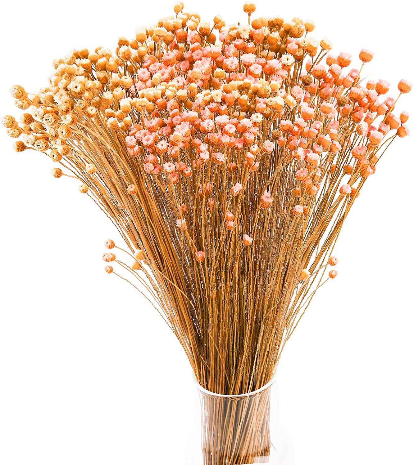 dried_flower - preserved_flower - fake_flower - 300Stems Natural Dry Flowers Brazilian Small Star Daisy Mini Chamomile Bouquet - Molly Garden - Molly_Garden_Floral