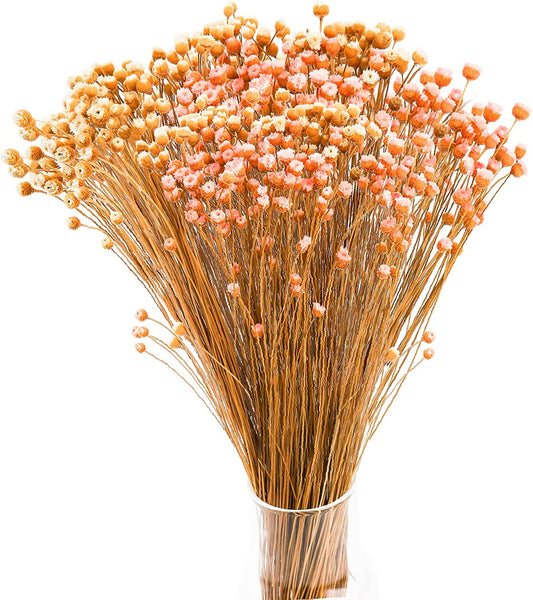 dried_flower - preserved_flower - fake_flower - 300Stems Natural Dry Flowers Brazilian Small Star Daisy Mini Chamomile Bouquet - Molly Garden - Molly_Garden_Floral