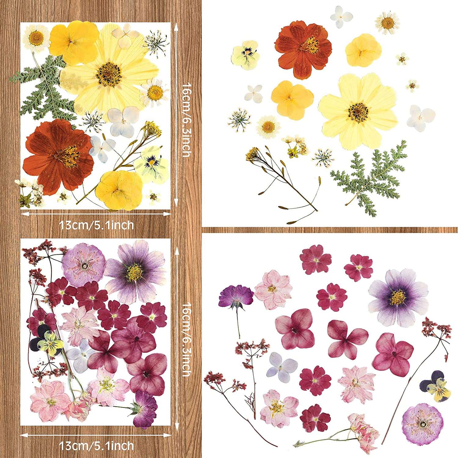 dried_flower - preserved_flower - fake_flower - Pressed Flowers Resin for Resin Mold Real Natural Daisy Dried Leaves - Molly Garden - Molly_Garden_Floral