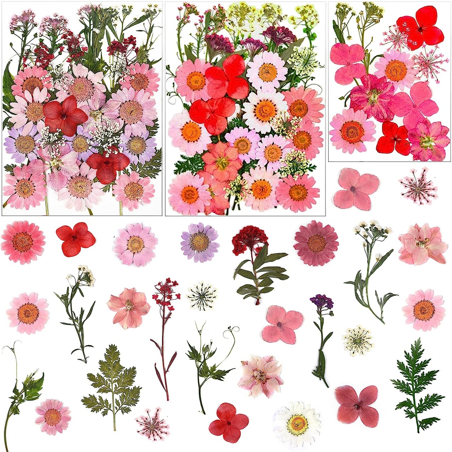 dried_flower - preserved_flower - fake_flower - Pressed Dried Flowers for Resin Molds Real Natural Floral Leave for DIY Crafts - Molly Garden - Molly_Garden_Floral