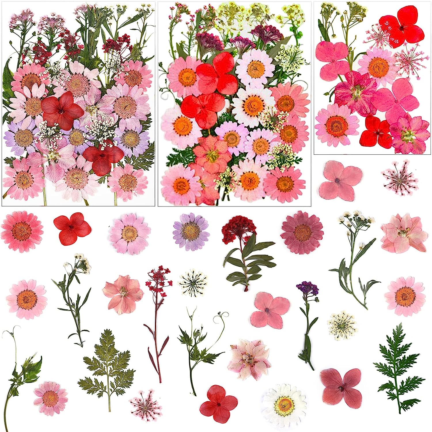 dried_flower - preserved_flower - fake_flower - Pressed Dried Flowers for Resin Molds Real Natural Floral Leave for DIY Crafts - Molly Garden - Molly_Garden_Floral