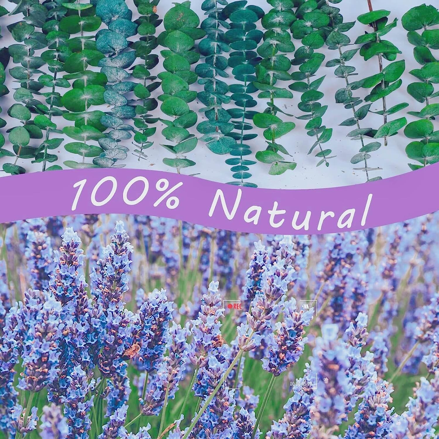 dried_flower - preserved_flower - fake_flower - Large Package Dried Eucalyptus Stems & Lavender Seeds for Shower 100% Natural Real - Molly Garden - Molly_Garden_Floral