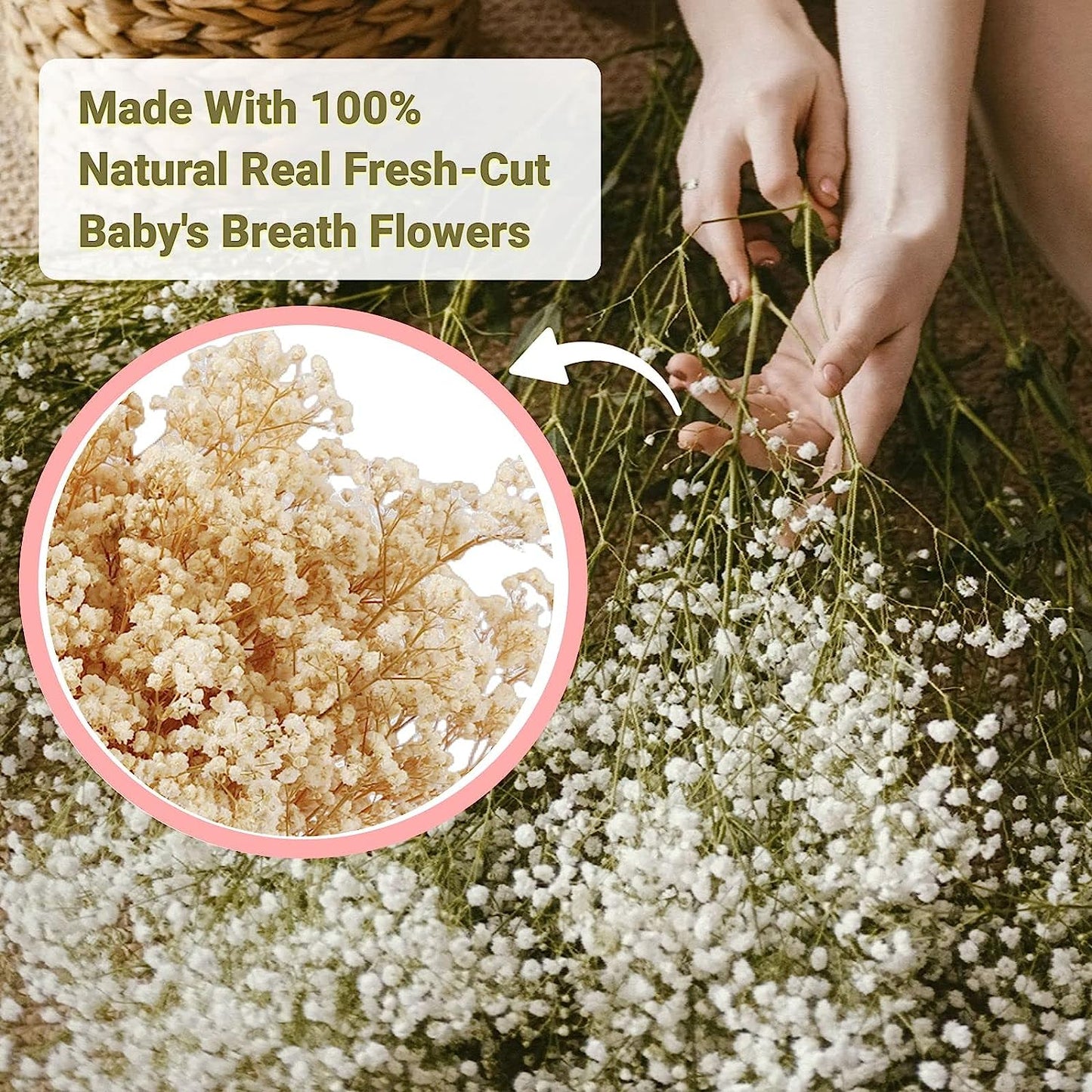 dried_flower - preserved_flower - fake_flower - 6500+ Large Dried Babys Breath Flowers Bouquet Upgraded Package Ivory White Bulk - Molly Garden - Molly_Garden_Floral
