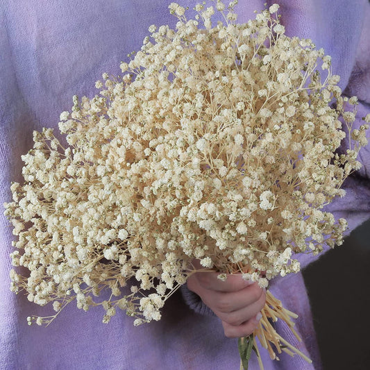 dried_flower - preserved_flower - fake_flower - 2500+Dried Babys Breath Flowers Bouquet Natural White Dry Flowers Bulk - Molly Garden - Molly_Garden_Floral