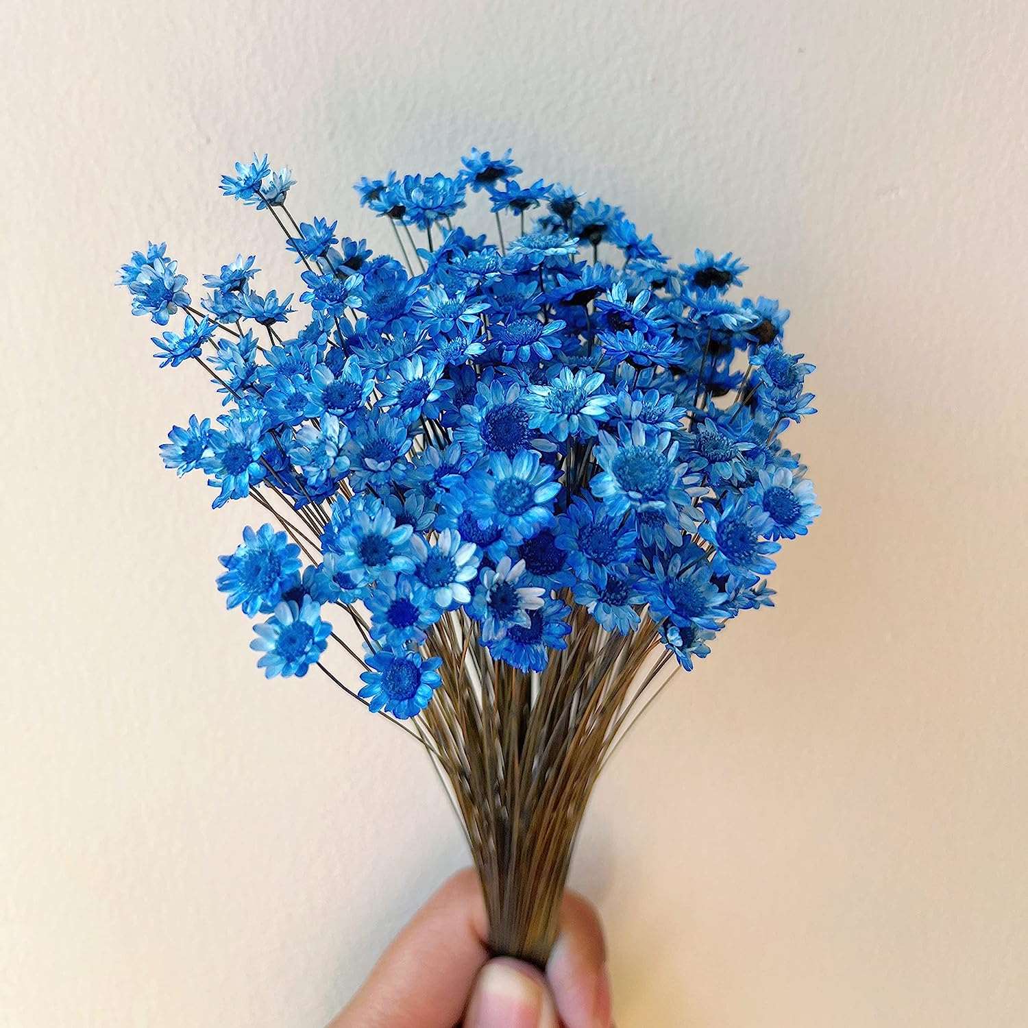 dried_flower - preserved_flower - fake_flower - 200Stems Brazilian Small Star Daisy Dried Flowers Mini Chamomile Bouquet - Molly Garden - Molly_Garden_Floral