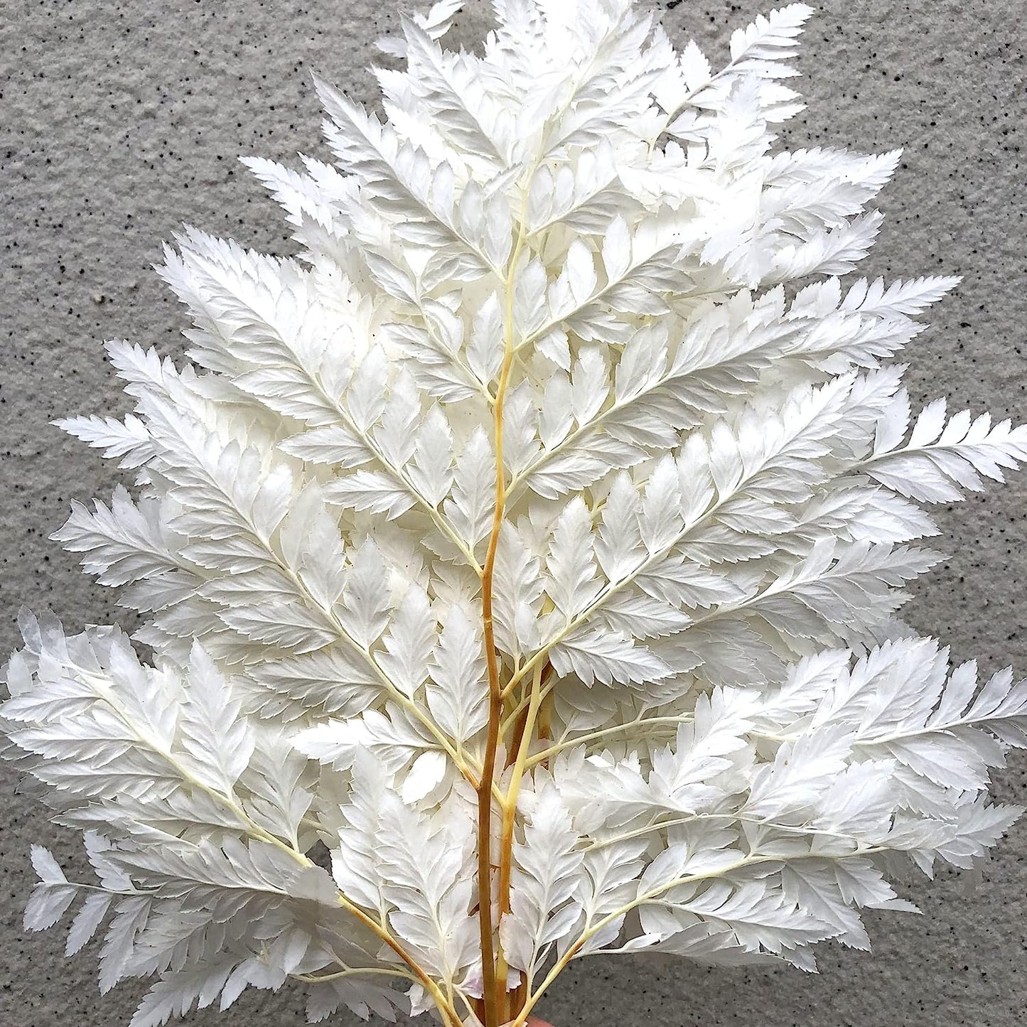 dried_flower - preserved_flower - fake_flower - 10Stems Preserved Real Green Ferns Dried Green Fern Tips Bouquets Flowers - Molly Garden - Molly_Garden_Floral