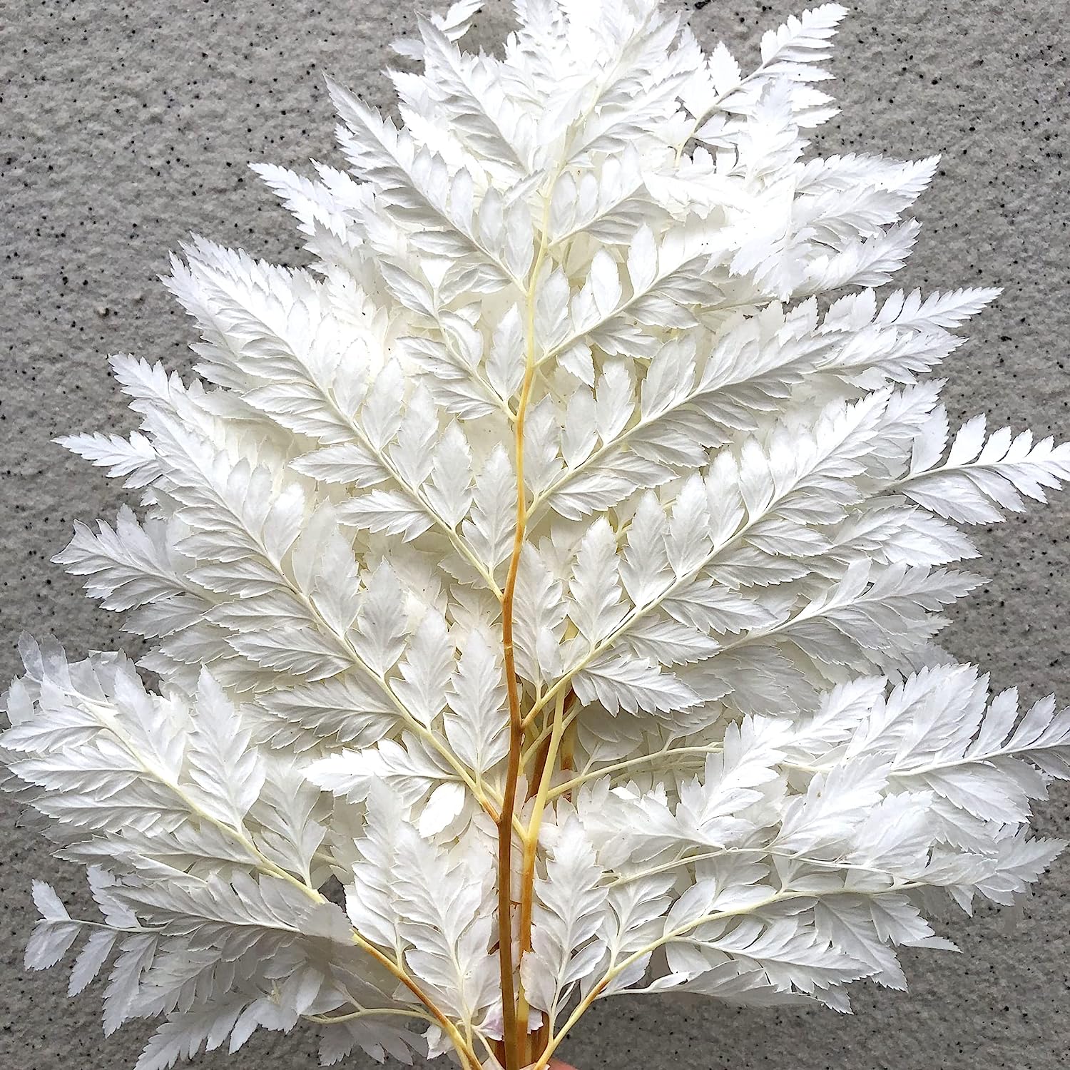 dried_flower - preserved_flower - fake_flower - 10Stems Preserved Real Green Ferns Dried Green Fern Tips Bouquets Flowers - Molly Garden - Molly_Garden_Floral