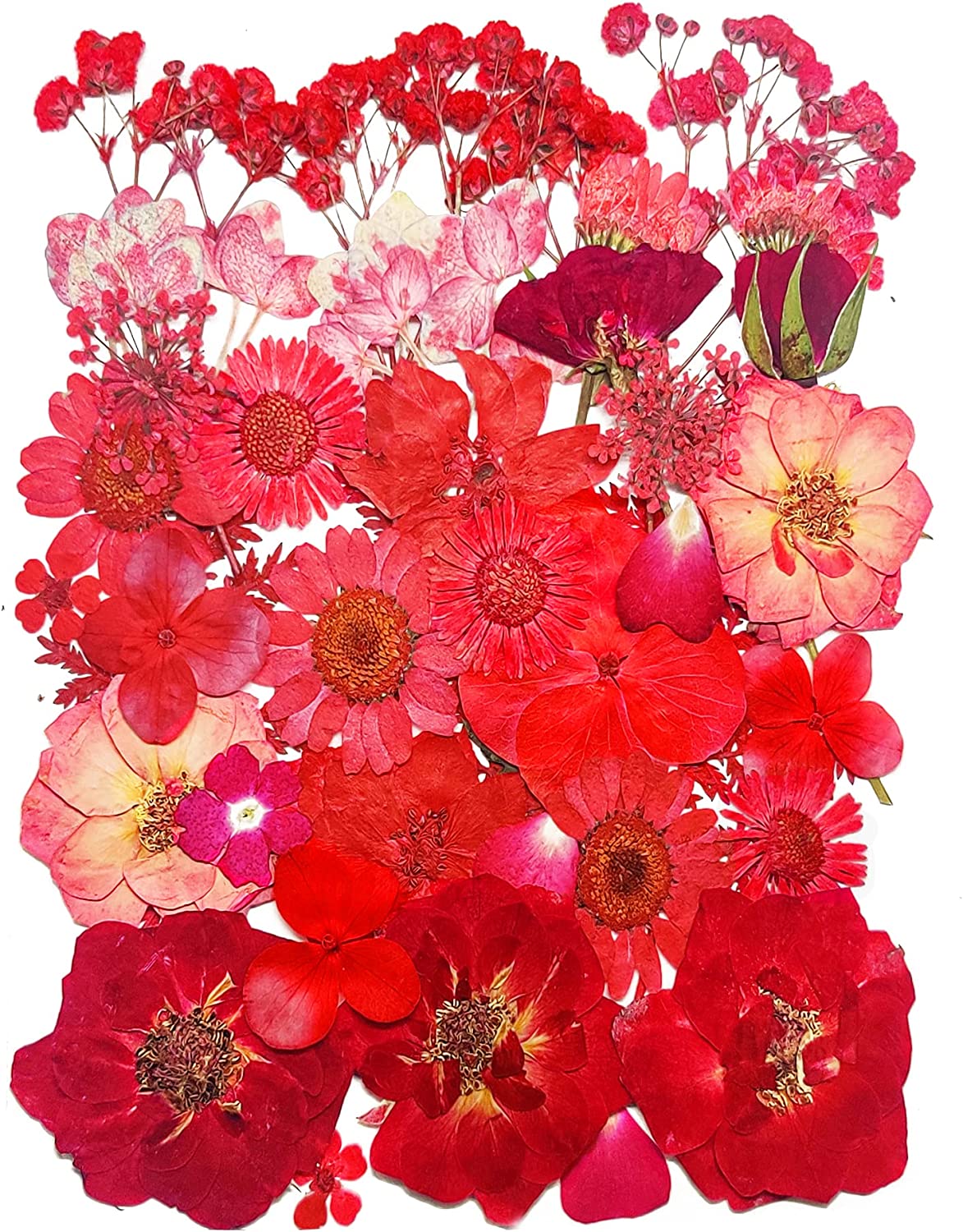 dried_flower - preserved_flower - fake_flower - 37Pcs 18Types Dried Pressed Flowers for Resin Molds YouthBro Real Natural - Molly Garden - Molly_Garden_Floral