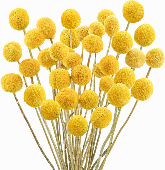 dried_flower - preserved_flower - fake_flower - 30Pcs Yellow Natural Dried Flowers Craspedia Billy Balls Flowers Billy Buttons - Molly Garden - Molly_Garden_Floral