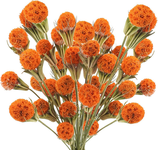 dried_flower - preserved_flower - fake_flower - 36pcs Dried Flowers Bouquet Natural Decor Craspedia Billy Balls Bulk 17.5’’ - Molly Garden - Molly_Garden_Floral