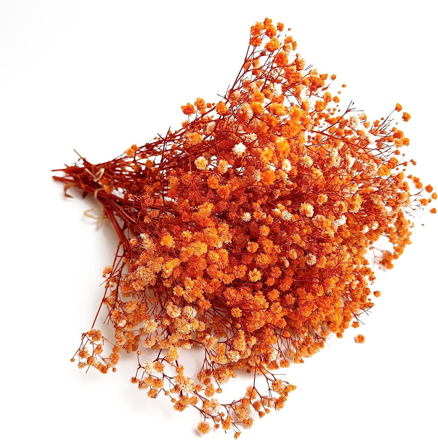 dried_flower - preserved_flower - fake_flower - 3Bunches Preserved Babys Breath 100% Natrual Fresh Gypsophila Long Lasting Flowers - Molly Garden - Molly_Garden_Floral