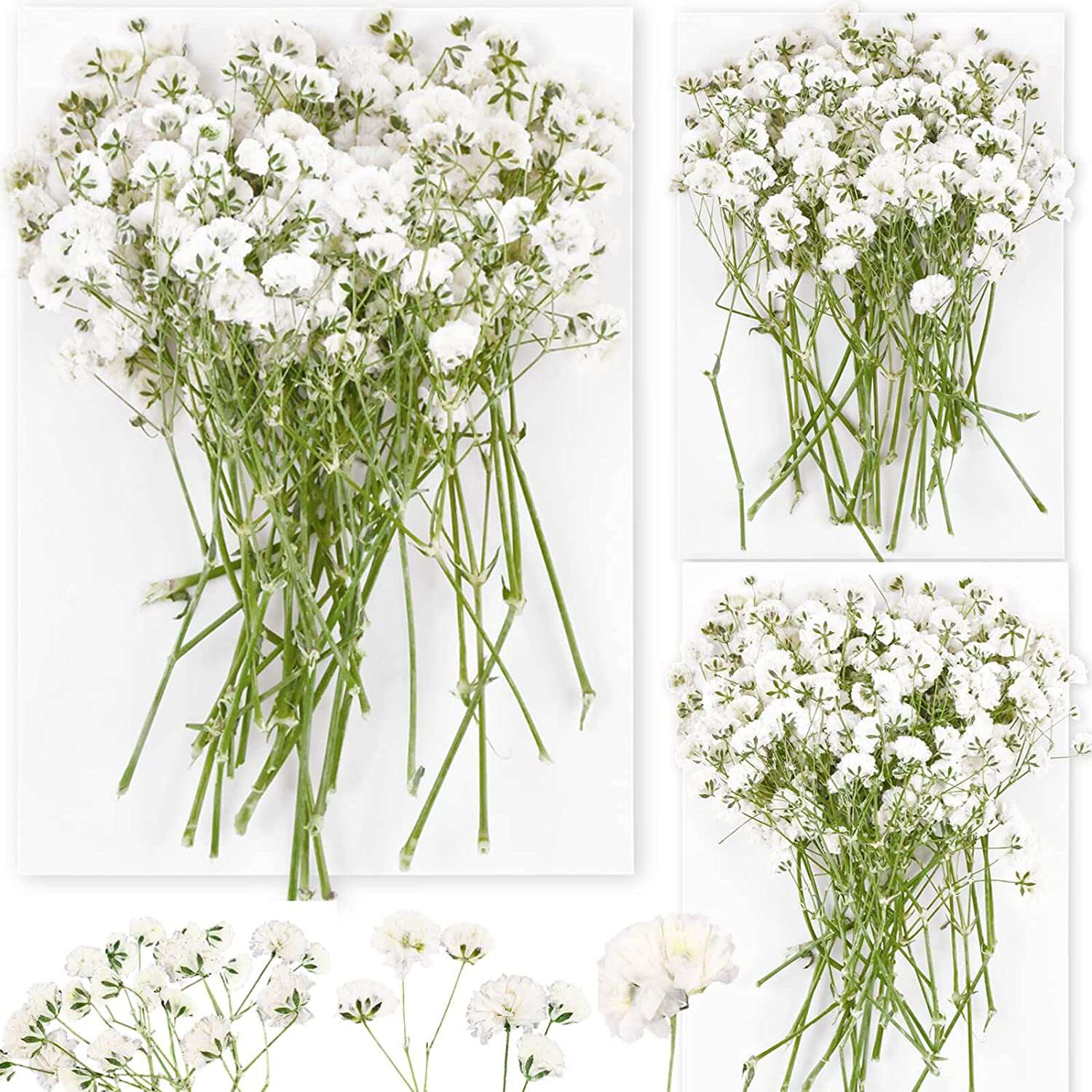 dried_flower - preserved_flower - fake_flower - 90Pcs White Dried Pressed Babys Breath Flowers Real 100% Gypsophila Bulk - Molly Garden - Molly_Garden_Floral
