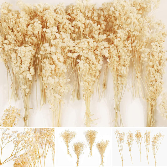 dried_flower - preserved_flower - fake_flower - 65Pcs Mini Dried Babys Breath Flowers 4000+ Pressed Real Natural Gypsophila - Molly Garden - Molly_Garden_Floral