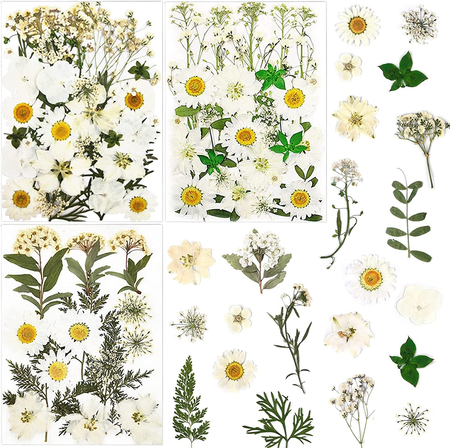 dried_flower - preserved_flower - fake_flower - Pressed Dried Flowers for Resin Molds Real Natural Floral Leave for DIY Crafts - Molly Garden - Molly_Garden_Floral