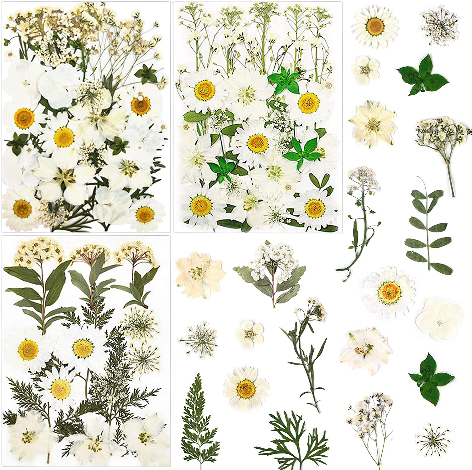 dried_flower - preserved_flower - fake_flower - Pressed Dried Flowers for Resin Molds Real Natural Floral Leave for DIY Crafts - Molly Garden - Molly_Garden_Floral