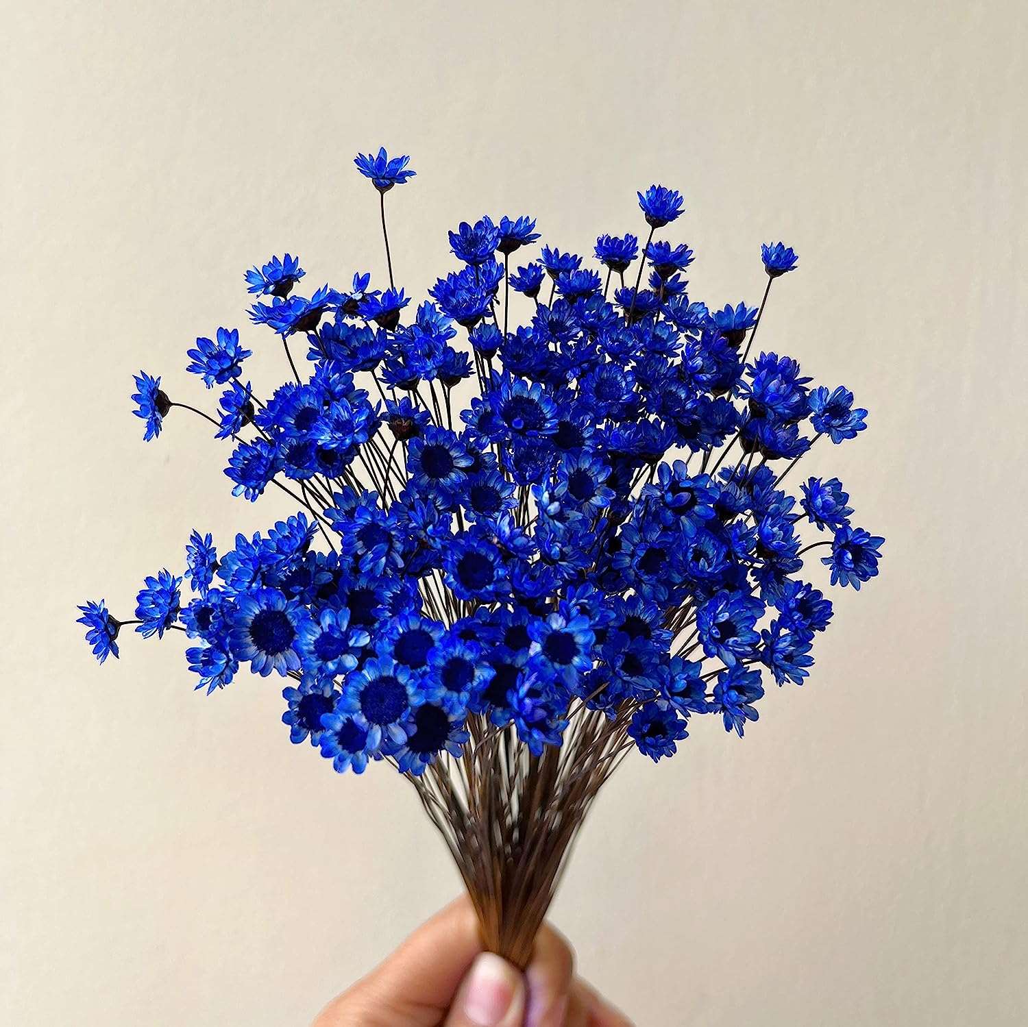 dried_flower - preserved_flower - fake_flower - 200Stems Brazilian Small Star Daisy Dried Flowers Mini Chamomile Bouquet - Molly Garden - Molly_Garden_Floral