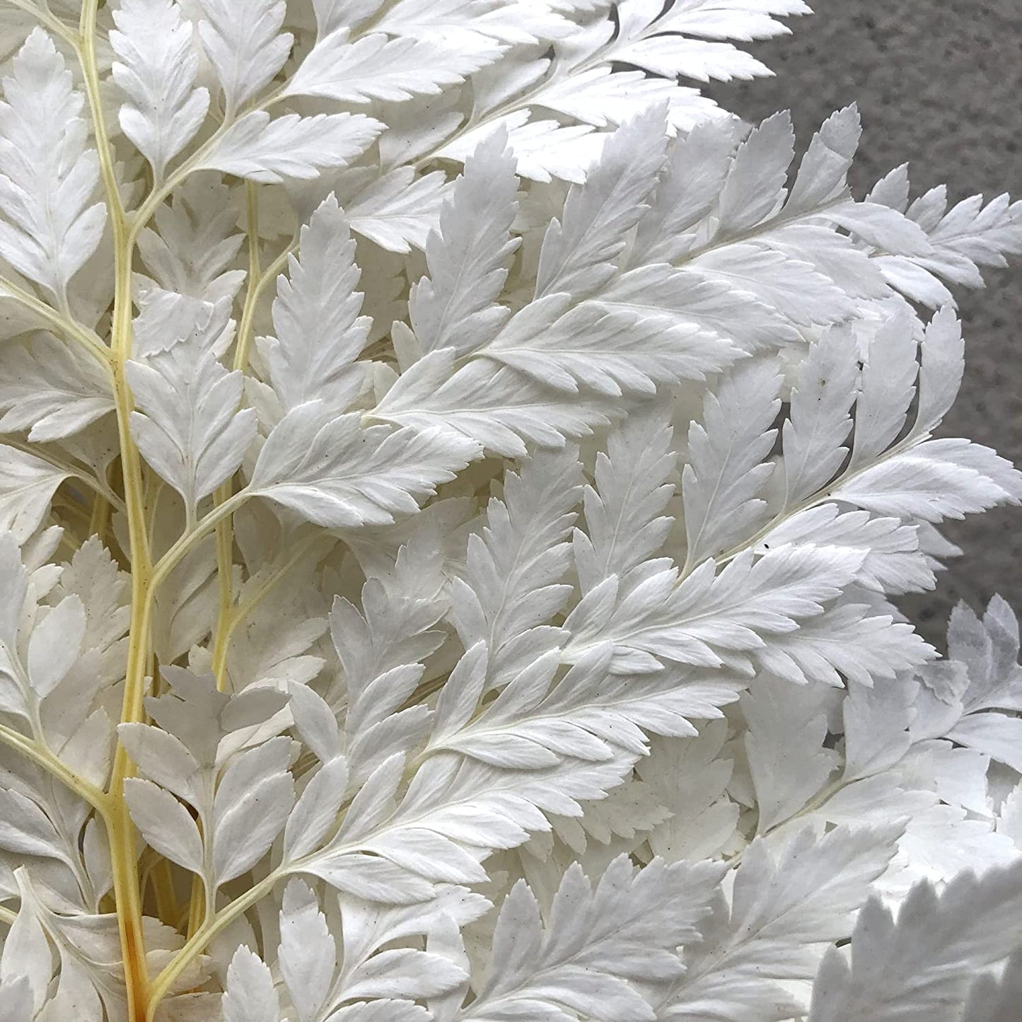 dried_flower - preserved_flower - fake_flower - 10Stems Preserved Real Green Ferns Dried Green Fern Tips Bouquets Flowers - Molly Garden - Molly_Garden_Floral