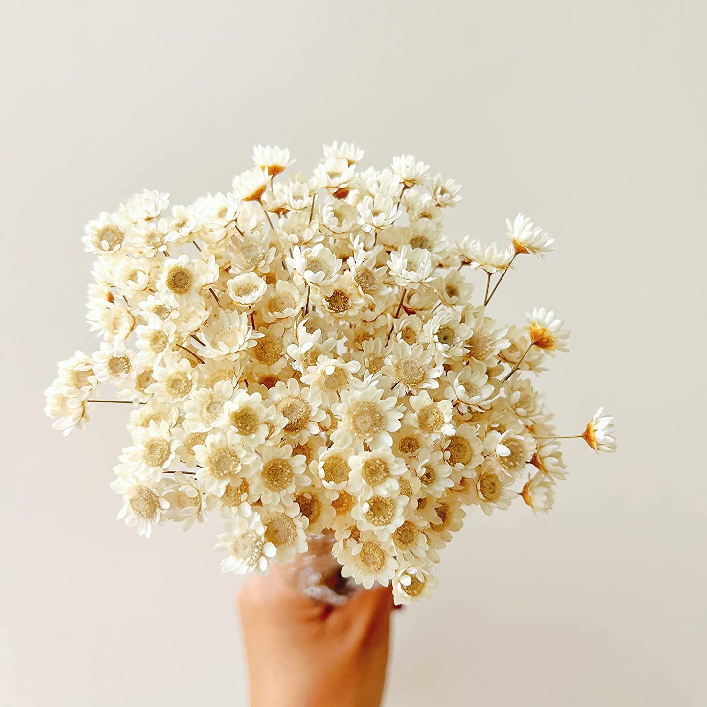 dried_flower - preserved_flower - fake_flower - 200Stems Brazilian Small Star Daisy Dried Flowers Mini Chamomile Bouquet - Molly Garden - Molly_Garden_Floral