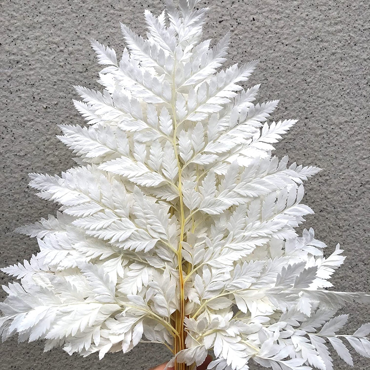 dried_flower - preserved_flower - fake_flower - 10Stems Preserved Real Green Ferns Dried Green Fern Tips Bouquets Flowers - Molly Garden - Molly_Garden_Floral