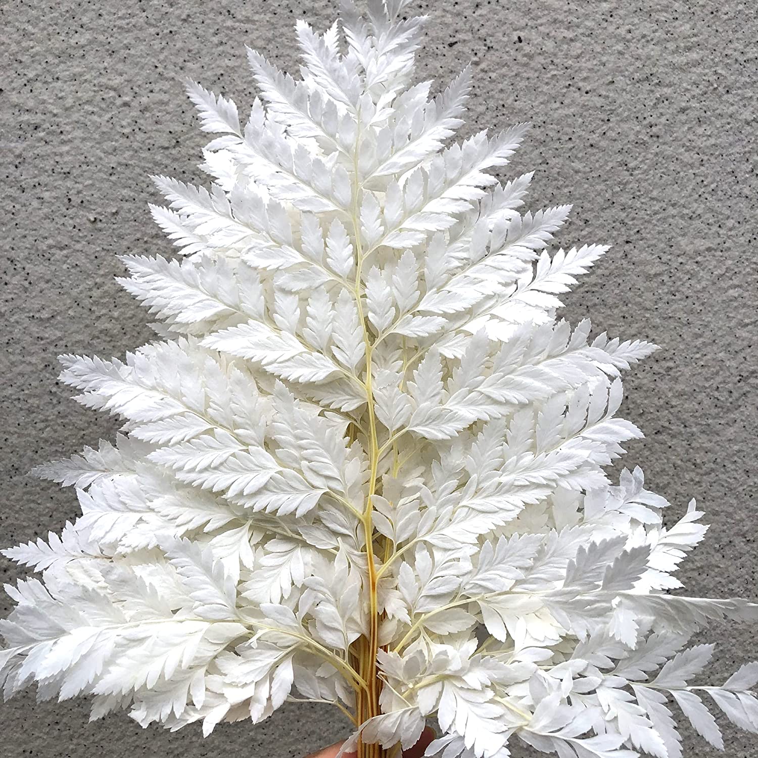 dried_flower - preserved_flower - fake_flower - 10Stems Preserved Real Green Ferns Dried Green Fern Tips Bouquets Flowers - Molly Garden - Molly_Garden_Floral