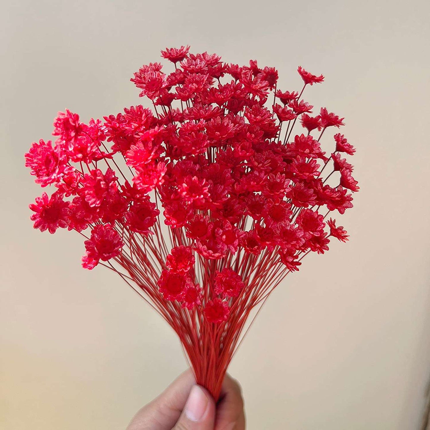 dried_flower - preserved_flower - fake_flower - 200Stems Brazilian Small Star Daisy Dried Flowers Mini Chamomile Bouquet - Molly Garden - Molly_Garden_Floral