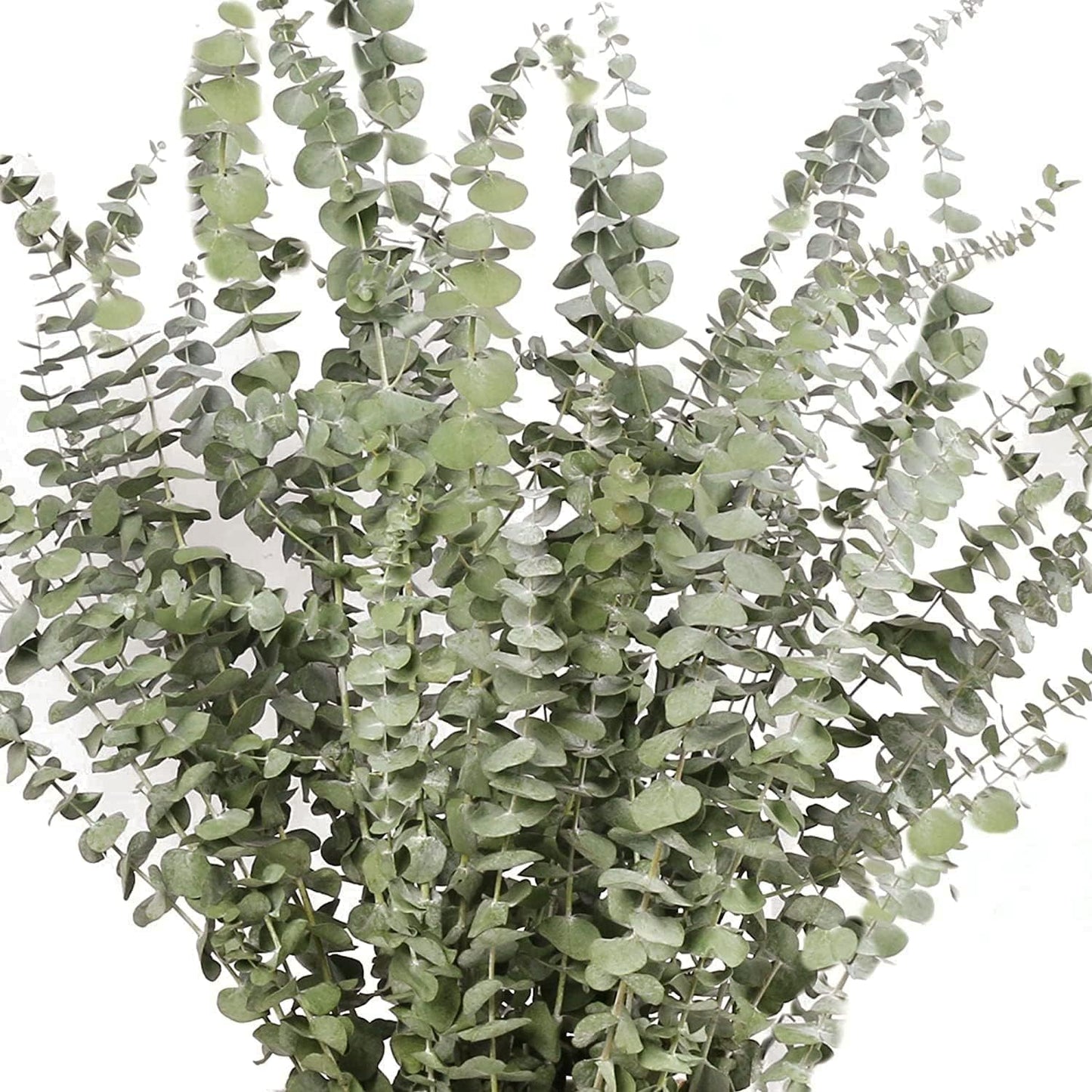 dried_flower - preserved_flower - fake_flower - 14Pcs Dried Eucalyptus Plant Stems for Shower 100% Natural Leaves 17" Branches - Molly Garden - Molly_Garden_Floral